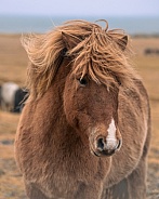 Head shot of a brown Icelandic pony