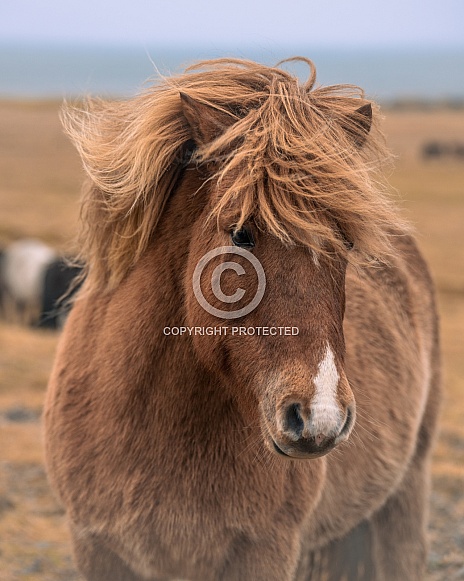 Head shot of a brown Icelandic pony