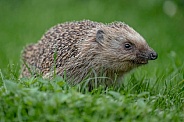 Hedgehog