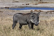 Warthog - Etosha National Park in Namibia