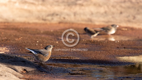 Western Bluebird, Sialia mexicana