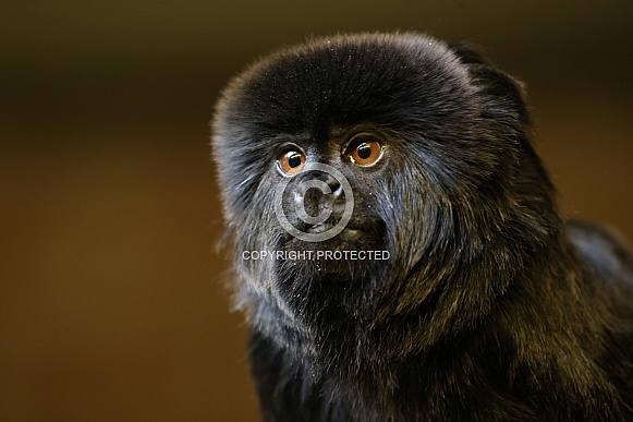 Goeldi's marmoset, or Goeldi's monkey (Callimico goeldii)