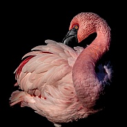 Flamingo--Elegant
