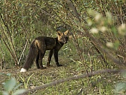 Cross Fox in Alaska