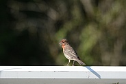 House Finch