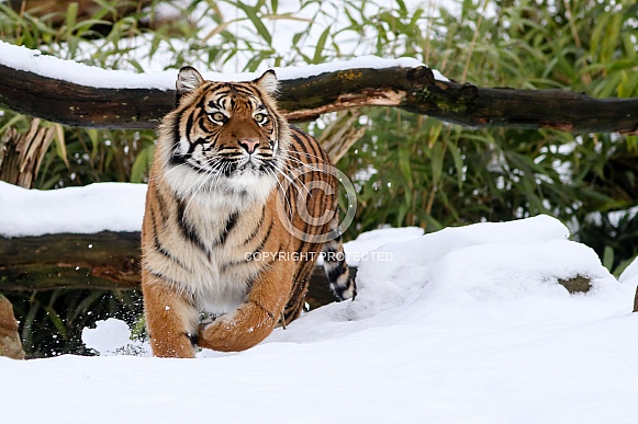 Sumatran tiger