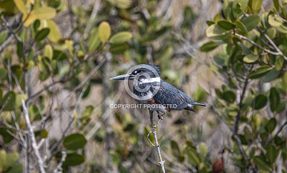 Belted Kingfisher