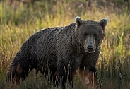 Bear in the tall grass at sunset