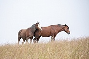 Wild Horse (Equus caballus)