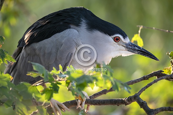 Black-crowned night heron (Nycticorax nycticorax) Black-crowned night heron (Nycticorax nycticorax)