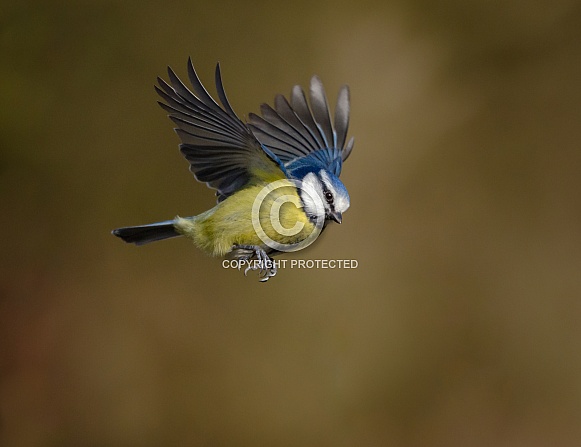 A Blue tit in flight A Blue tit in flight