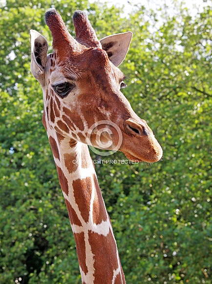 Giraffe (Giraffa camelopardalis reticulata)