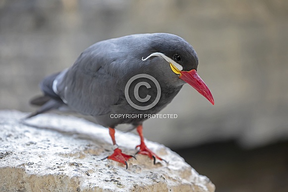 Inca tern (Larosterna inca) Inca tern (Larosterna inca)