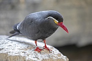 Inca tern (Larosterna inca)
