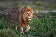Male lion at sunrise walking in the grass