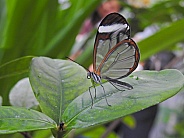 Clearwing or Glasswing Butterfly