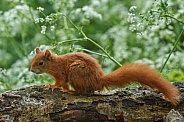 Squirrel in the forest