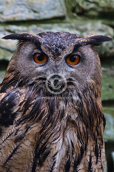 Eurasian eagle-owl Eurasian eagle-owl