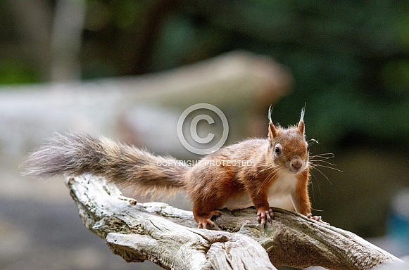 Red squirrel Red squirrel