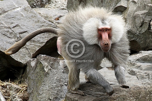 Hamadryas Baboon Hamadryas Baboon