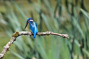 European Kingfisher