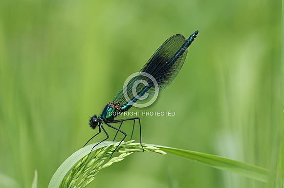 Banded Demoiselle