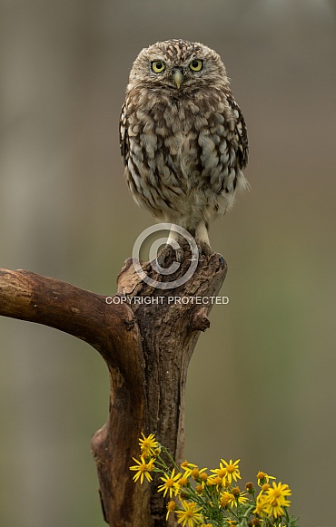 Little Owl Little Owl