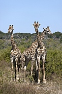 Giraffe - Chobe National Park - Botswana