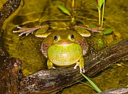 Dryophytes or hyla gratiosus, commonly known as the barking tree frog
