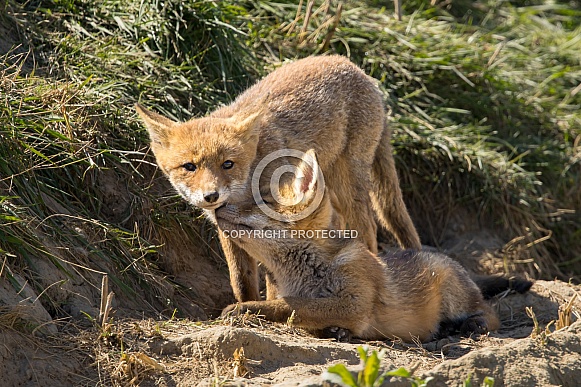 Red fox cub/cubs in nature