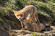 Red fox cub/cubs in nature