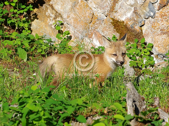 Red fox kit Red fox kit