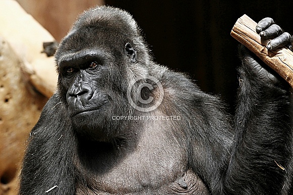 Western Lowland Gorilla