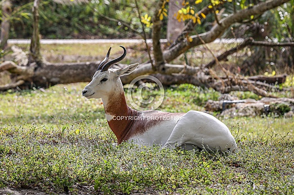 Addra Gazzelle Dama Gazelle Addra Gazzelle Dama Gazelle