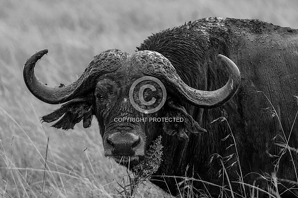 Cape Buffalo Cape Buffalo