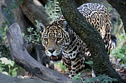 Jaguar (Panthera Onca)