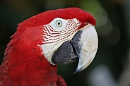 Red Macaw