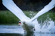 Swan taking off from the water