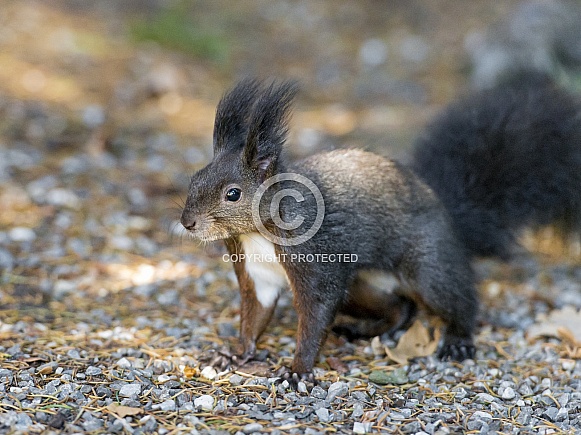 Black Squirrel Black Squirrel
