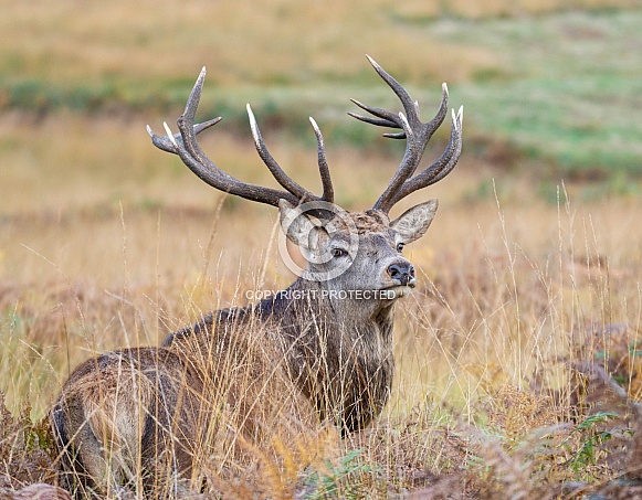 Red Deer Stag Red Deer Stag
