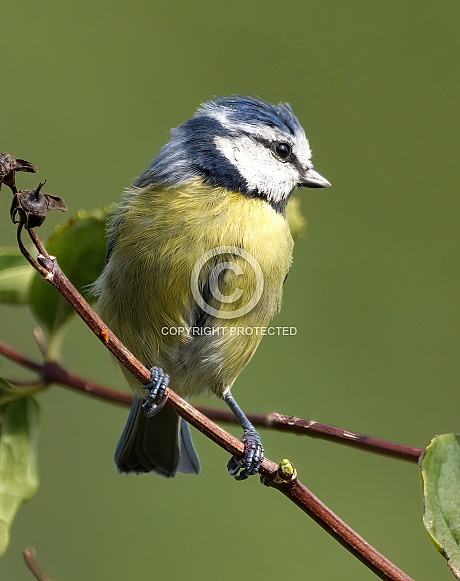 Blue Tit