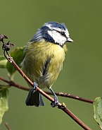 Blue Tit