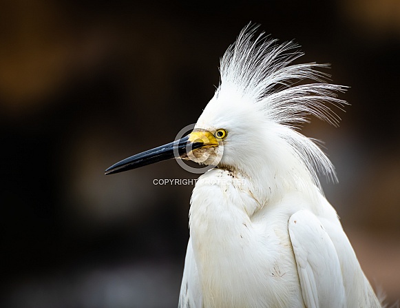 Snowy Egret Snowy Egret