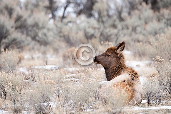 Wild elk calf laying down Wild elk calf laying down