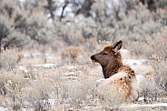 Wild elk calf laying down
