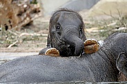 Asian elephant (Elephas maximus)