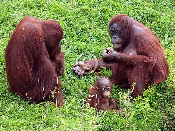 Bornean orangutan (Pongo pygmaeus)