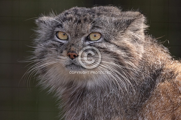 Pallas' Cat Close Up Looking At The Camera