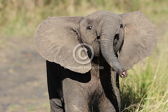 Baby elephant stand off Baby elephant stand off