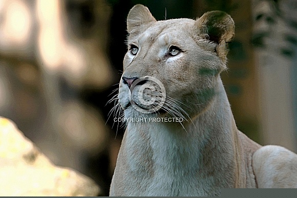 White Lioness